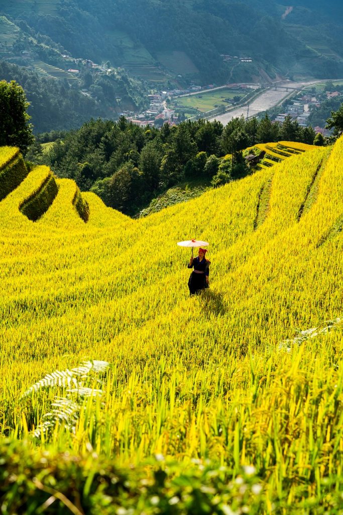 mountains, plateau, step, field, people, nature, rice, countryside, outdoors, agriculture